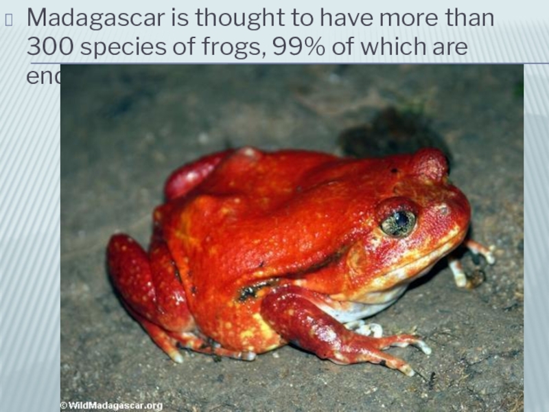 Madagascar is thought to have more than 300 species of frogs, 99% of which are endemic