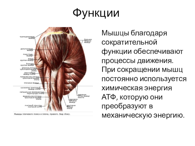 Работа и функции мышц. Функции мышц. Мышцы и их функции. Типы работы мышц. Работа мышц человека.