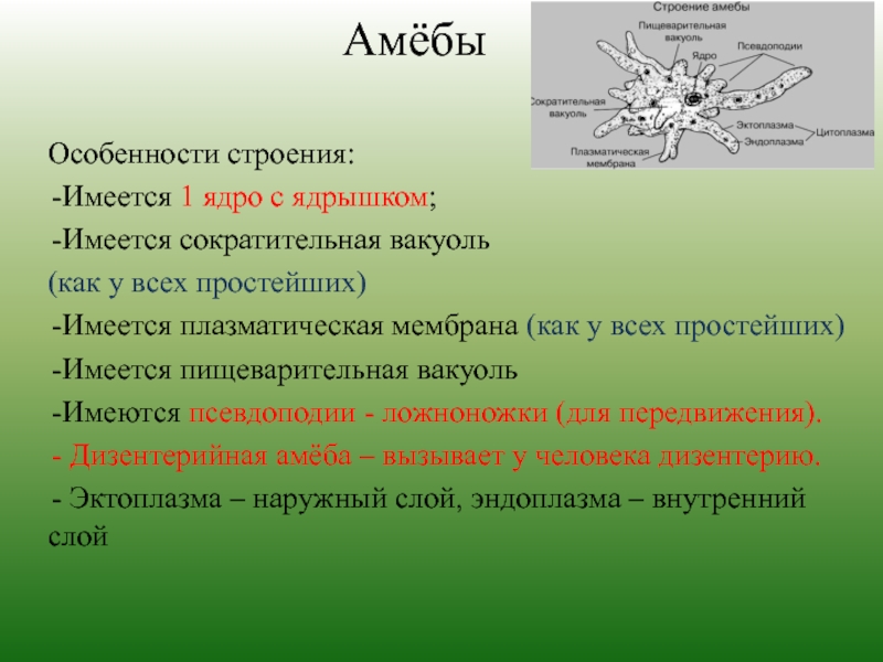 Сократительная вакуоль. Амёба обыкновенная сократительная вакуоль. Функция сократительной вакуоли у амебы. Строение амебы функция сократительной вакуоли. Сократительная вакуоль у амёбы.