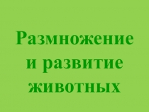 Размножение и развитие животных