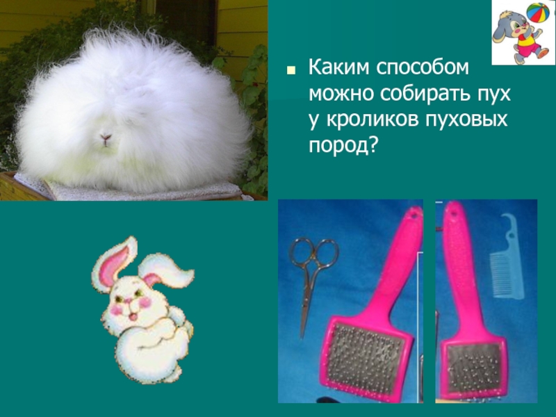 Каким способом можно собирать пух у кроликов пуховых пород?