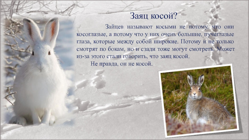 Сибирское прозвище зайца 5 букв. Косой заяц. Почему зайца называют косым. Почему заяц косой. Косой заяц с косой.