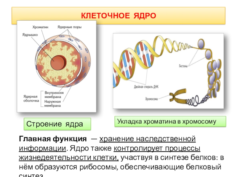 Ядро содержит хромосомы. Структура и функции ядра клетки. Клеточное ядро строение и хроматин. Ядрышко хромосомы строение и функции. Строение клетки ядро хромосомы 10 класс.