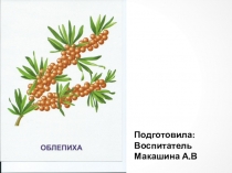 Презентация для детей. Знакомство с ягодами.