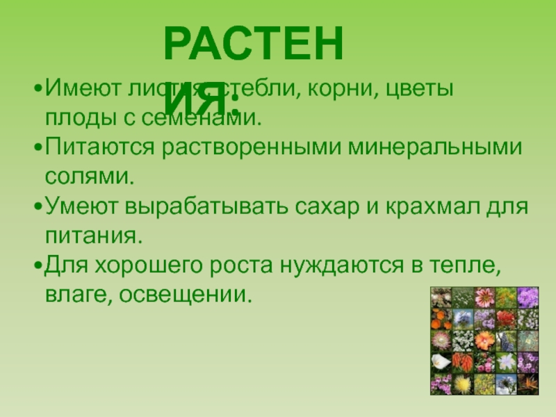 Все растения имеют. Что умеют растения. Сообщение о любом растении (уметь рассказать, а не читать).