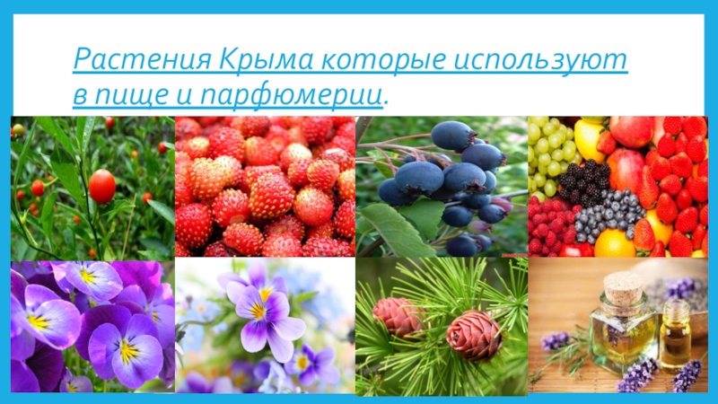 Презентация Презентация к уроку Растения Крыма