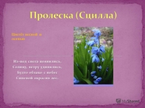 Весенние цветы - Пролески