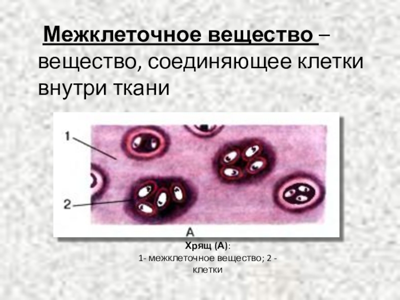 Межклеточное вещество рисунок. Межклеточное вещество это в биологии 5 класс. Клетки и межклеточное вещество. Межклеточное вещество в тканях. Клетки в тканях соединены межклеточным веществом.