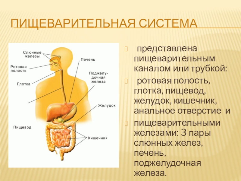 Проект на тему пищеварительная система человека