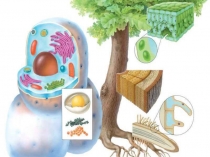 Строение клетки