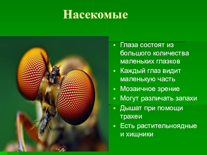 Органы зрения у насекомых. Строение глаз насекомых. Строение органов зрения у насекомых. Мозаичное зрение у членистоногих.