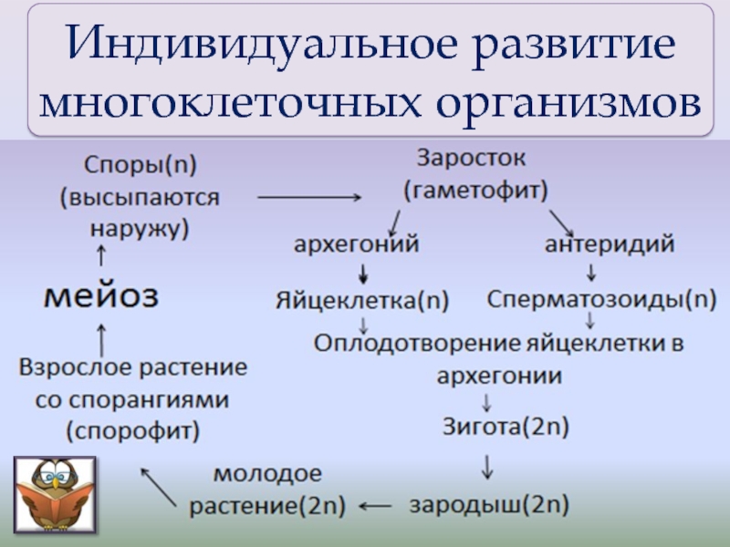 Индивидуальное развитие организма 8 класс презентация