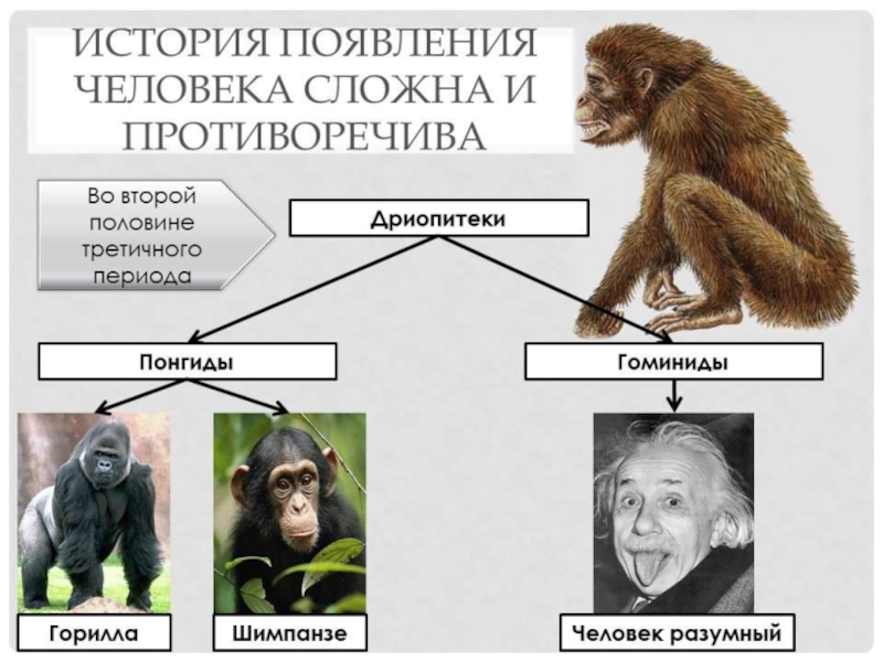 Антропогенез презентация 9 класс