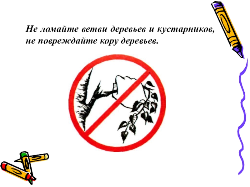 Нельзя ломать. Не ломать ветки деревьев. Знак не ломать деревья. Не ломайте ветки деревьев. Не ломать ветки деревьев знак.