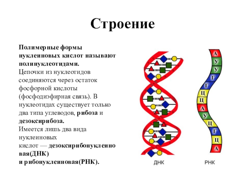 Структура молекулы днк рнк. Строение нуклеиновых кислот ДНК И РНК. Структура нуклеиновых кислот ДНК И РНК. Строение нуклеиновых кислот ДНК. Структура нуклеиновых кислот РНК.