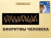 Презентация по биологии Биоритмы человека