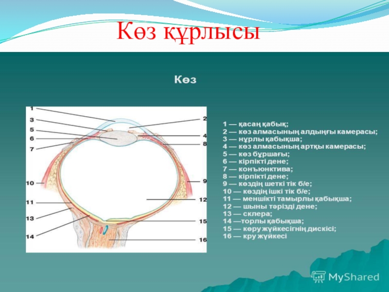 Көз гигиенасы презентация