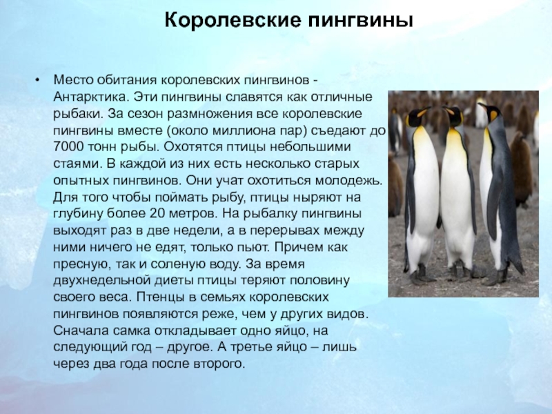 Королевские пингвины Место обитания королевских пингвинов - Антарктика. Эти пингвины славятся как отличные рыбаки. За сезон размножения