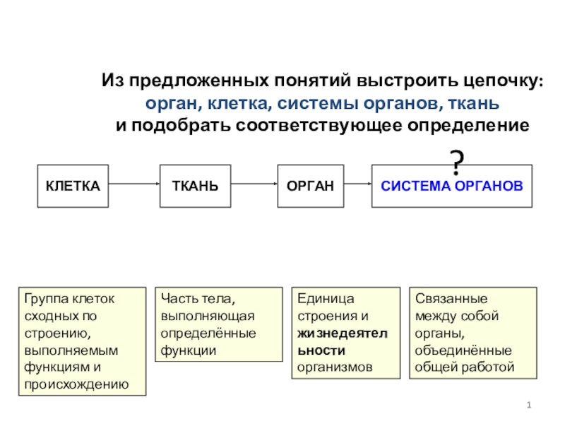 Орган орган цепочка цепочка. Цепочка понятий. Клетка ткань орган система органов организм цепочка. Выстроенная цепочка. Выстроить цепочку по биологии.