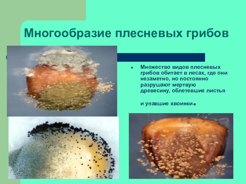 Плесневые грибы презентация биология 5 класс