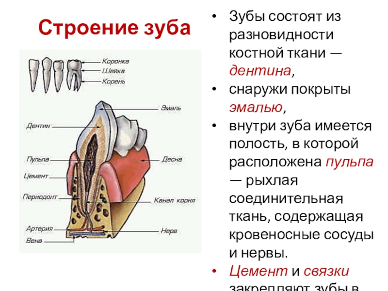 Полость увеличение. Внутренняя часть зуба состоящая из рыхлой соединительной ткани. Соединительная ткань зуба. Рыхлая соединительная ткань внутри зуба. Внутри зуба ткань рыхлая.