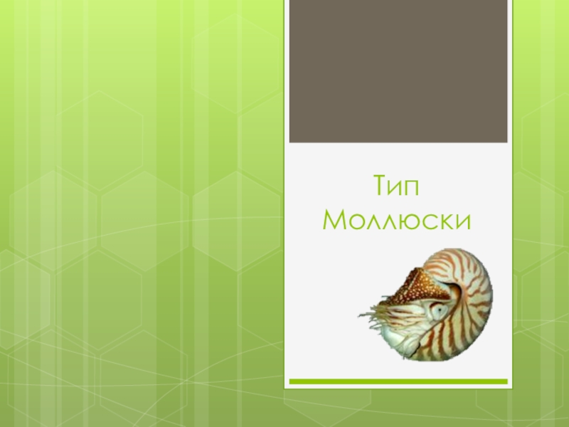 Презентация по биологии на тему Тип Моллюски