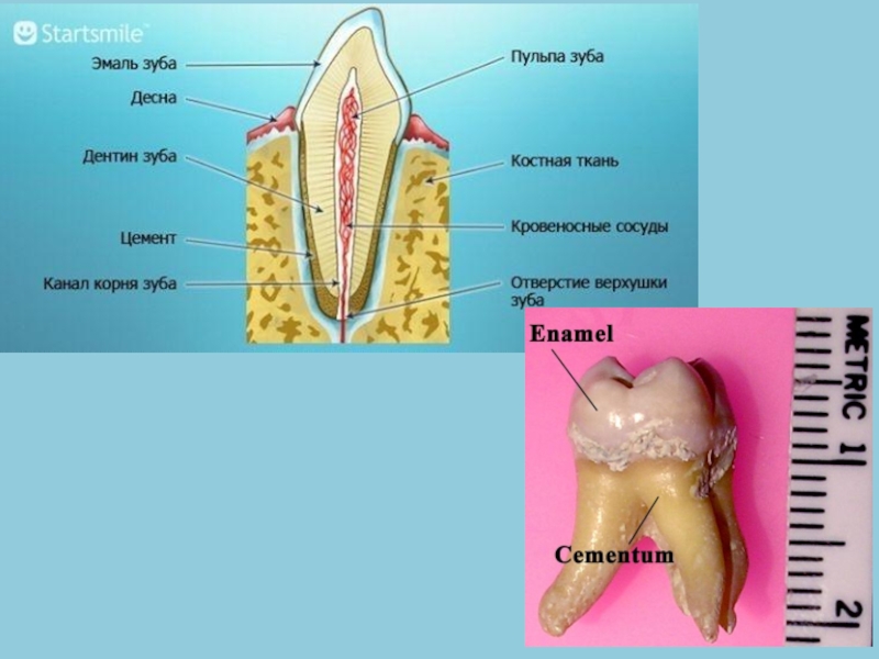 Ткани зуба. Строение зуба и десны и костной ткани. Строение костной ткани зубов.