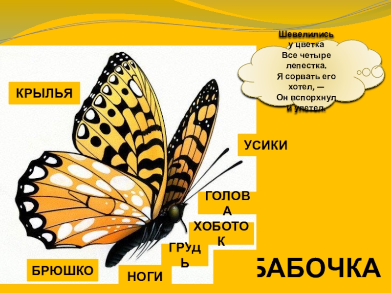 Насекомые конспект по окружающему миру. Строение бабочки. Насекомые 1 класс окружающий мир. Части тела бабочки. Насекомые школа России 1 класс.