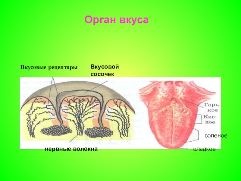 Орган вкуса картинки