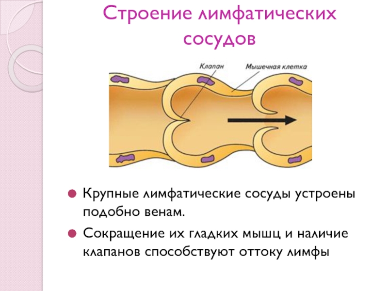 Наличие клапанов