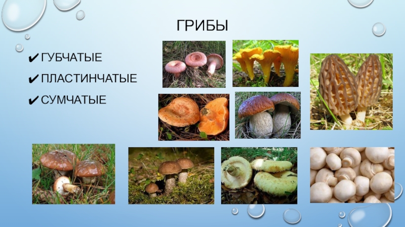 Какие съедобные грибы относятся к группе пластинчатых. Грибы трубчатые пластинчатые сумчатые. Классификация грибов трубчатые пластинчатые. Грибы губчатые и трубчатые. Группы грибов губчатые пластинчатые сумчатые.