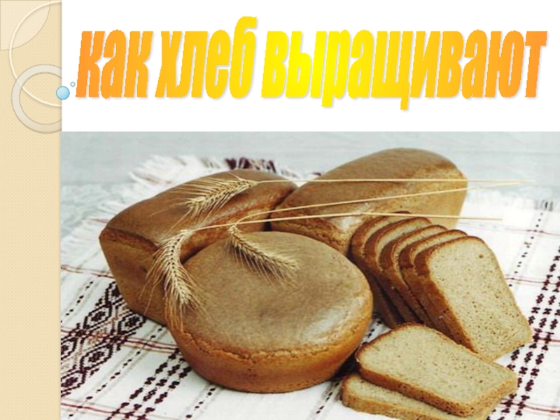 Презентация Как хлеб выращивают