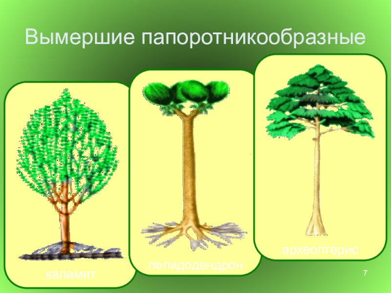 Папоротникообразные презентация 6 класс