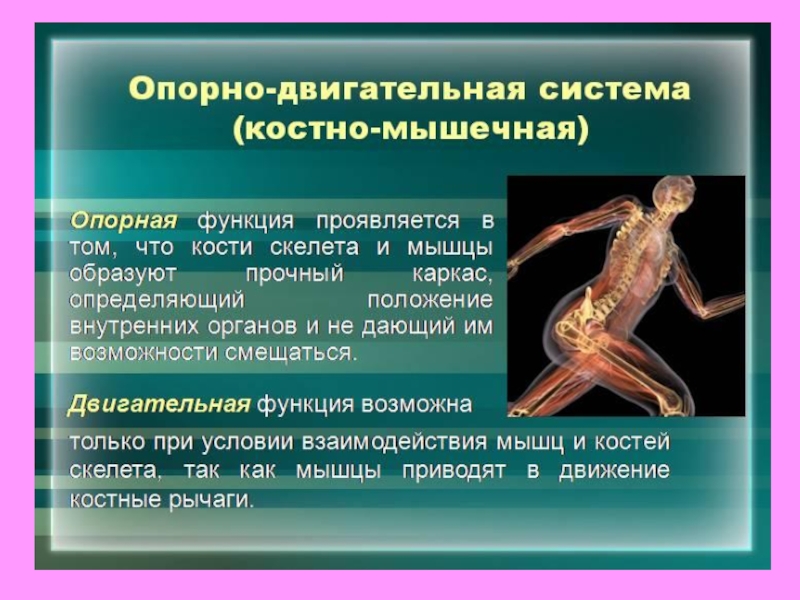 Двигательная структура. Косвенно мышечная система. Функции костно-мышечной системы. Опорно-двигательная система человека. *Косномышичноя система.
