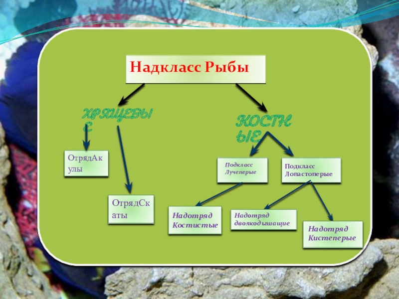 Основные систематические группы рыб 7 класс биология