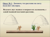 Презентация к уроку по теме: фотосинтез