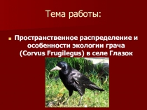 Презентация к исследовательской работе Пространственное распределение и особенности экологии грача (Corvus Frugilegus) в селе Глазок