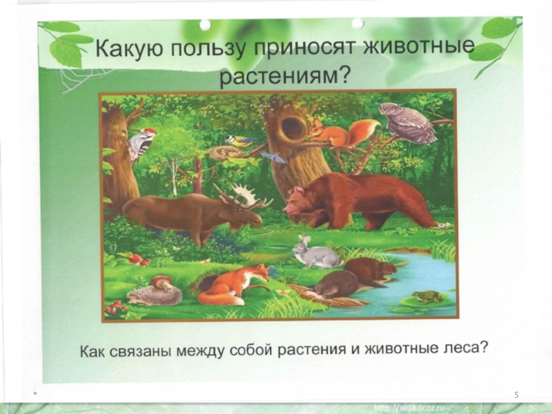 Чем различны растения и животные. Какую пользу приносят животные растениям. Связи животных и растений в лесу. Растения и животные связь между ними. Какую пользу приносят животные леса.