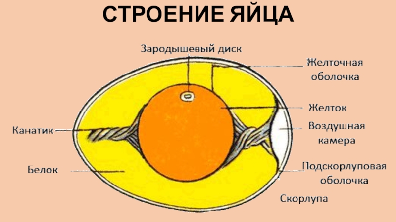 Схема куриного яйца