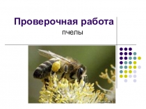 Презентация по биологии проверочная работа по теме Пчелы 7 класс