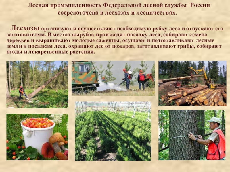 Лесная промышленность Федеральной лесной службы России сосредоточена в лесхозах и лесничествах.  Лесхозы организуют и осуществляют