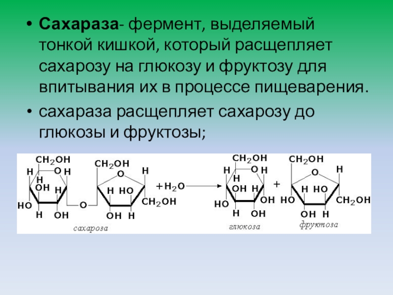 Фруктоза продукт гидролиза. Реакции катализируемые сахарозой. Сахароза фермент. Расщепление сахарозы. Ферментативный гидролиз сахарозы.