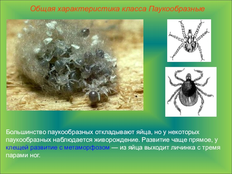 Паукообразные 7. Отряды паукообразных биология 7 класс. Общие сведения о паукообразных. Класс пауки общая характеристика. Клещи представители класса паукообразные.