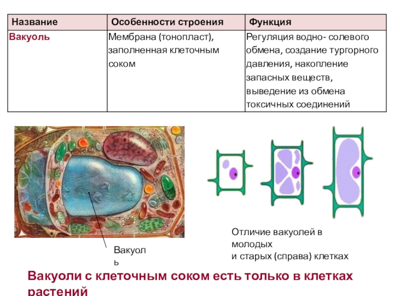 ВакуольОтличие вакуолей в молодых и старых (справа) клеткахВакуоли с клеточным соком есть только в клетках растений