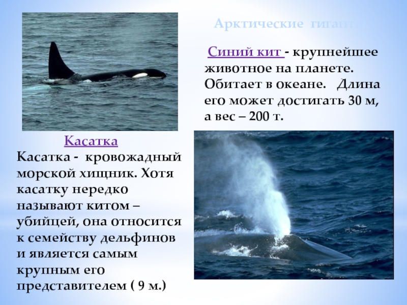 Синий кит - крупнейшее животное на планете. Обитает в океане.  Длина его может достигать 30