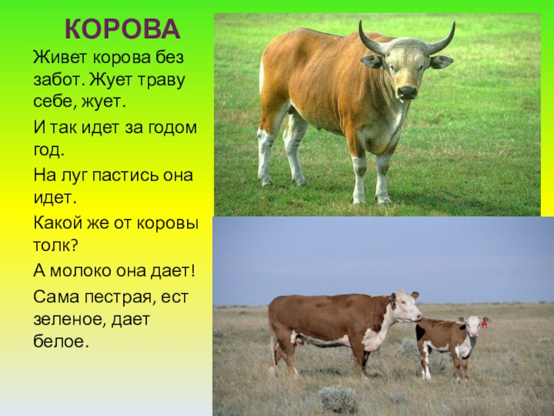 10 лет корове. Корова живет. Презентация домашнее животное корова для детей. Сколько живут коровы. Корова живёт на лугу.