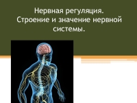 Строение нервной системы 8 класс биология презентация