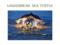 Loggerhead sea turtles