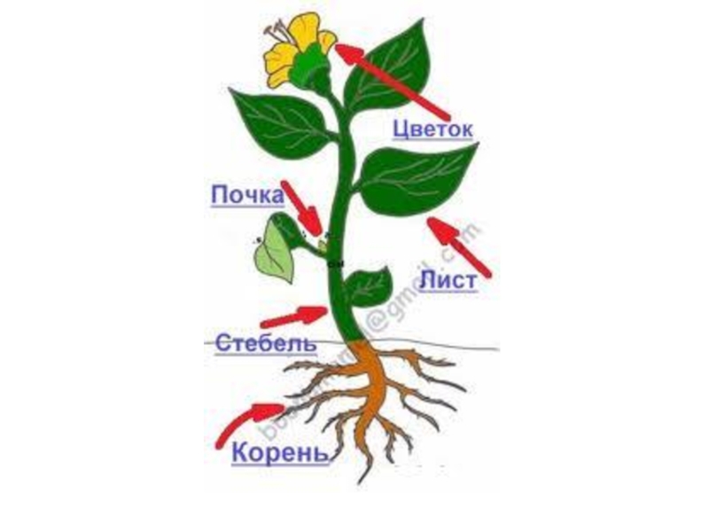 Части растения картинка для детей