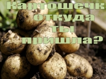 ПРЕЗЕНТАЦИЯ: Картошечка, откуда ты пришла?